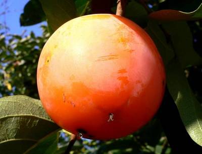 DIOSPYROS KAKI